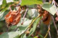 Zöld magazin | A gyümölcsfák csendes gyilkosa: a moníliás betegség