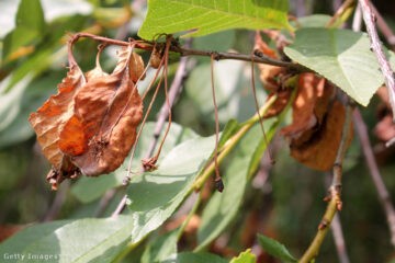 Zöld magazin|A gyümölcsfák csendes gyilkosa: a moníliás betegség