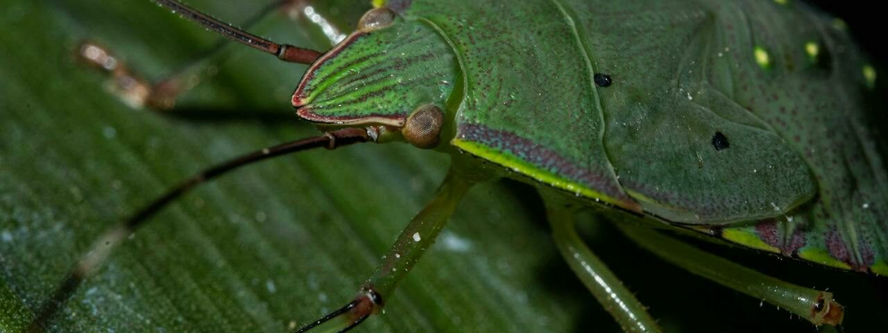 a zöld vándorpoloska (Nezara viridula) levélen