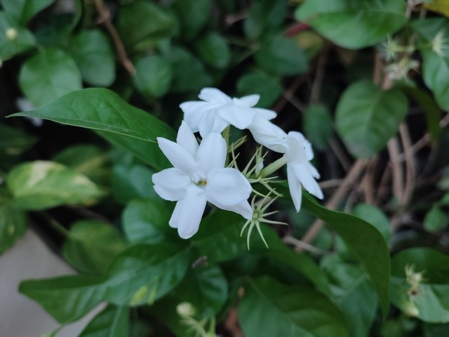 Zöld magazin | A Koszorúfutóka (Stephanotis floribunda) gondozása