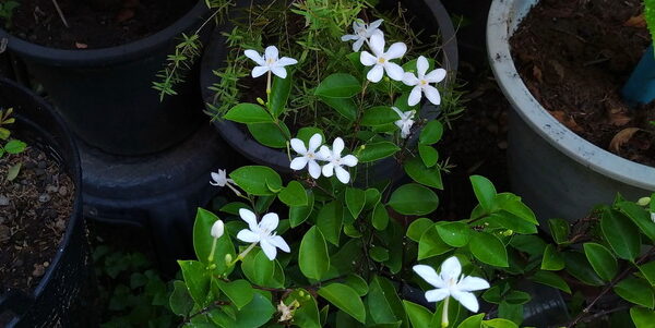 Zöld magazin | A Koszorúfutóka (Stephanotis floribunda) gondozása