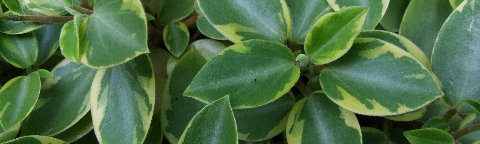 Peperomia orba, törpebors