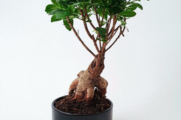 Ficus microcarpa (kislevelű fikusz): Apró levelei és bonsai-szerű 