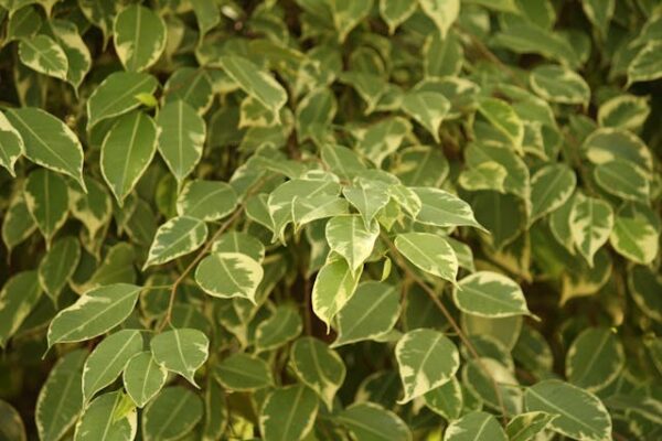 Ficus benjamica variegata kép