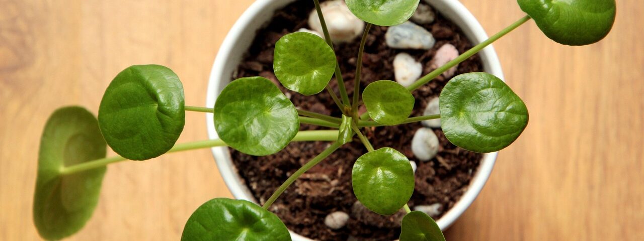 Pénzlevelű pilea, cserépben