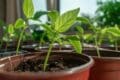 paprika palánta az ablakban
