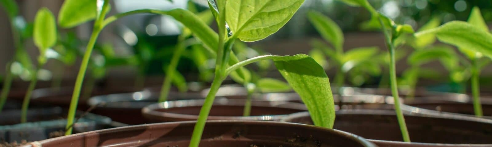 paprika palánta az ablakban