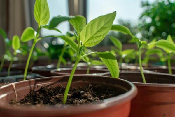 paprika palánta az ablakban